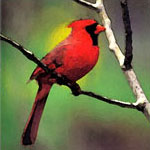 West Virginia State Bird